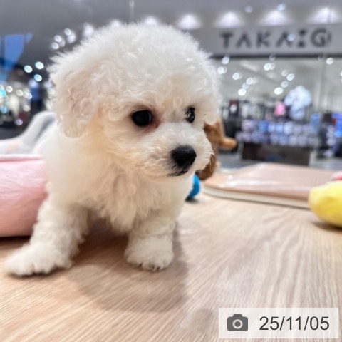 ビション・フリーゼの写真