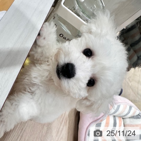 千葉県のビションフリーゼ (ペットプラス ユーカリが丘店/2025年8月30日生まれ/男の子/ホワイト)の子犬の3枚目の画像