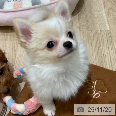 埼玉県のチワワ(ロング) (ペットプラス ららぽーと富士見店/2025年9月4日生まれ/男の子/クリームホワイト)の子犬の4枚目の画像