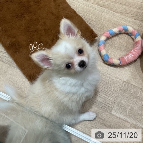 埼玉県のチワワ(ロング) (ペットプラス ららぽーと富士見店/2025年9月4日生まれ/男の子/クリームホワイト)の子犬の3枚目の画像