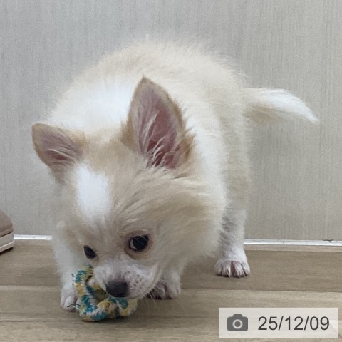 群馬県のチワワ(ロング) (ペットプラス 前橋店/2025年9月4日生まれ/男の子/クリームホワイト)の子犬の3枚目の画像