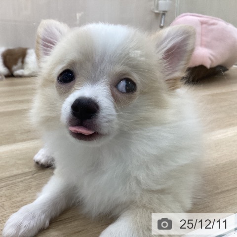 群馬県のチワワ(ロング) (ペットプラス 前橋店/2025年9月4日生まれ/男の子/クリームホワイト)の子犬の3枚目の画像