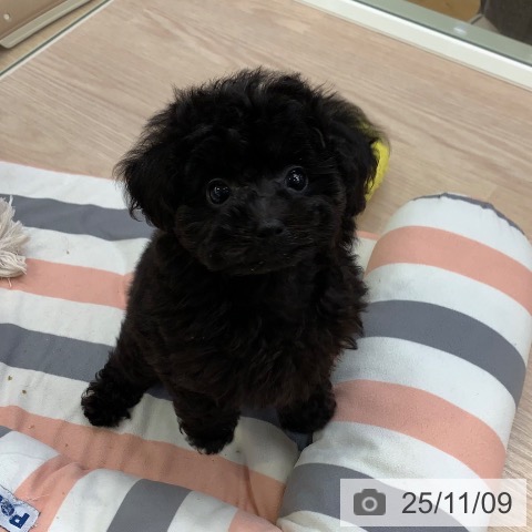 トイ・プードルの写真