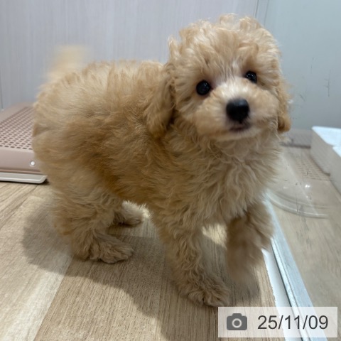 トイ・プードルの写真