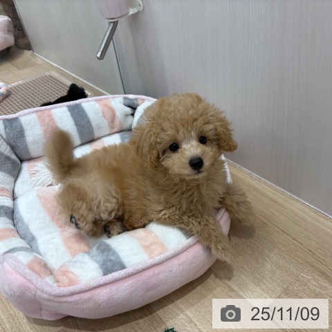 トイ・プードルの写真