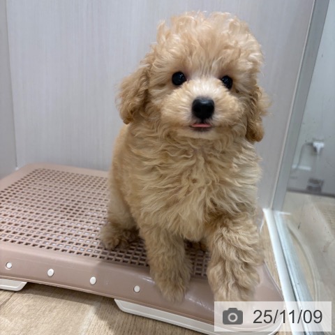 トイ・プードルの写真