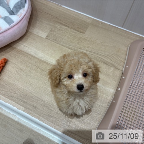 トイ・プードルの写真