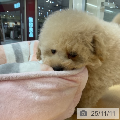 トイ・プードルの写真