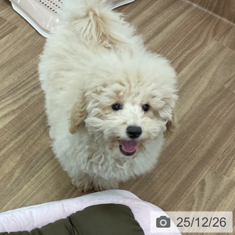 茨城県のトイプードル(トイ) (ペッツワン 古河店/2025年9月7日生まれ/男の子/クリーム)の子犬の4枚目の画像