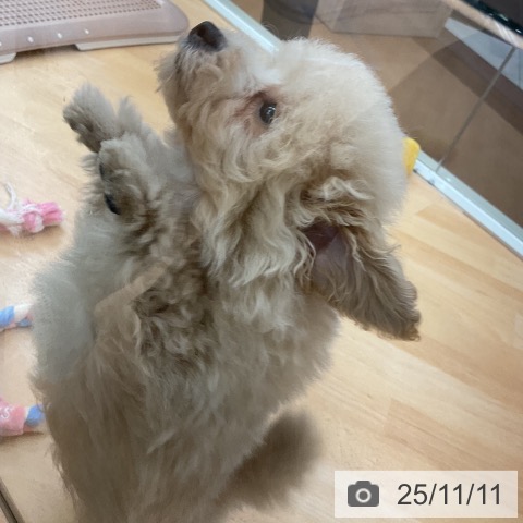 トイ・プードルの写真