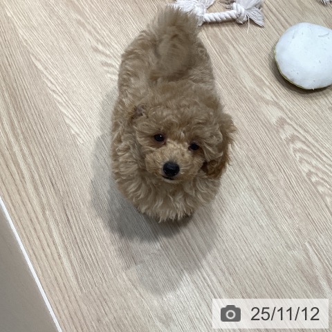 トイ・プードルの写真