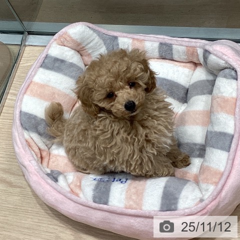 トイ・プードルの写真