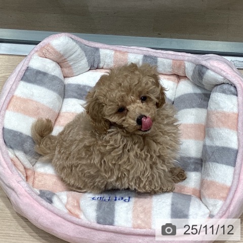 トイ・プードルの写真