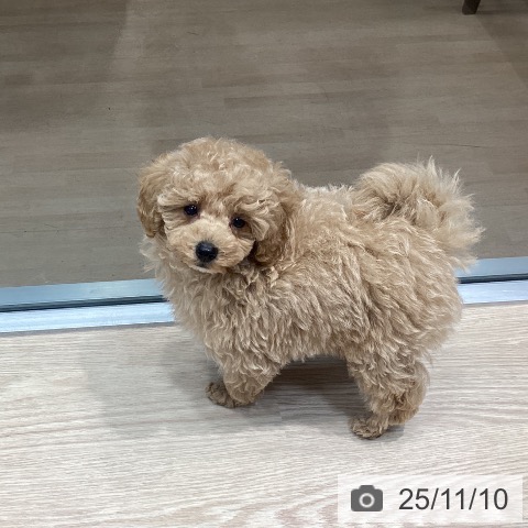 トイ・プードルの写真