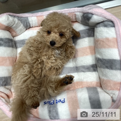 トイ・プードルの写真