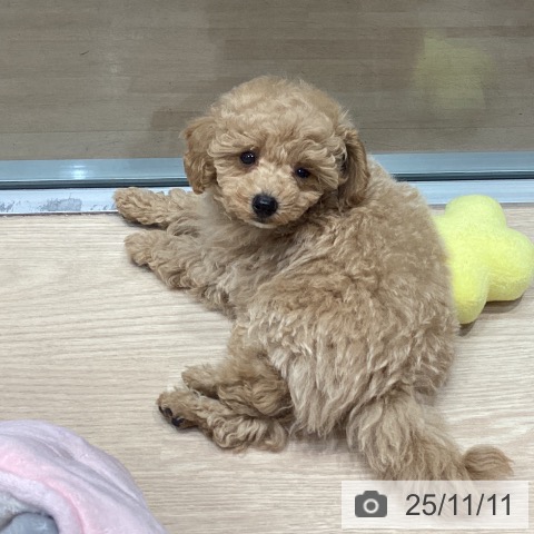 トイ・プードルの写真