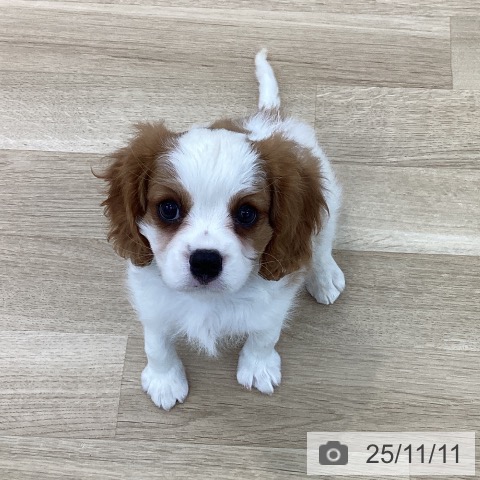 キャバリア・キングチャールズ・スパニエルの写真