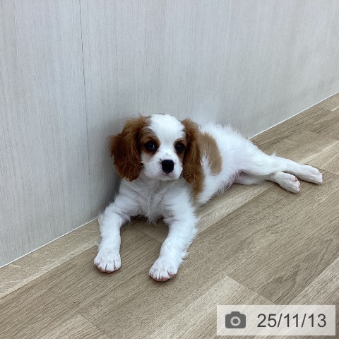 キャバリア・キングチャールズ・スパニエルの写真