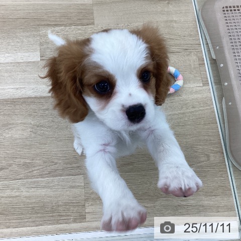 キャバリア・キングチャールズ・スパニエルの写真