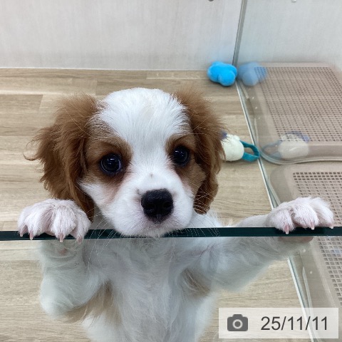 キャバリア・キングチャールズ・スパニエルの写真