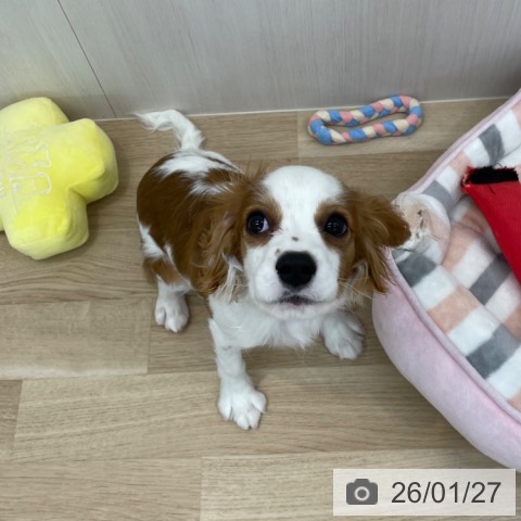 キャバリア・キングチャールズ・スパニエルの写真