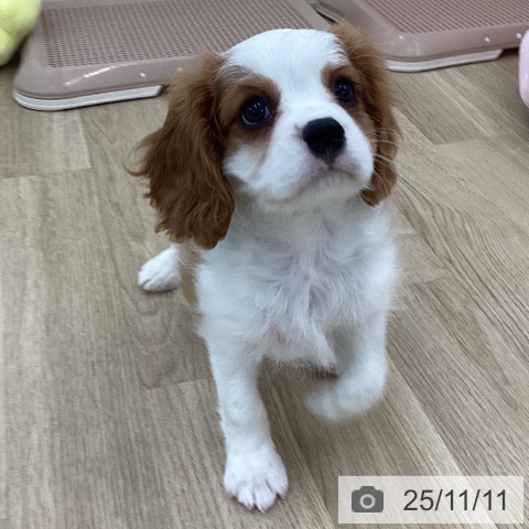 キャバリア・キングチャールズ・スパニエルの写真