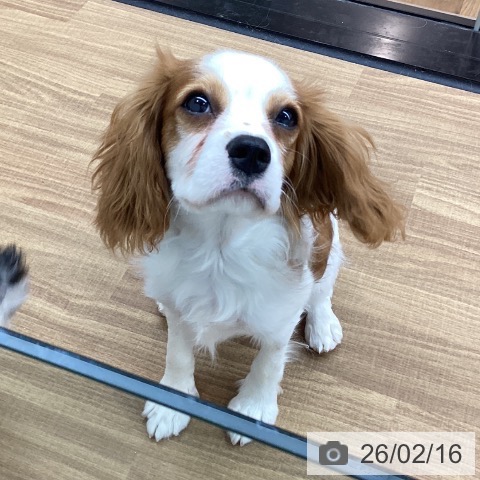 キャバリア・キングチャールズ・スパニエルの写真