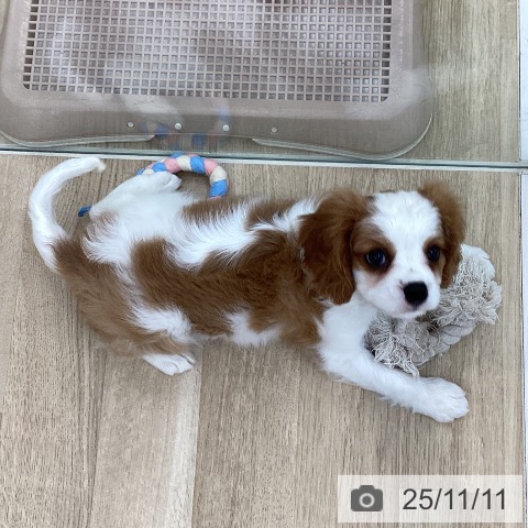 キャバリア・キングチャールズ・スパニエルの写真