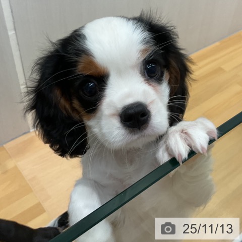 キャバリア・キングチャールズ・スパニエルの写真