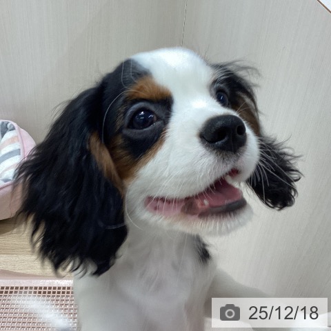 宮城県のキャバリアキングチャールズスパニエル (ペットプラス 名取店/2025年9月6日生まれ/女の子/トライカラー)の子犬の4枚目の画像