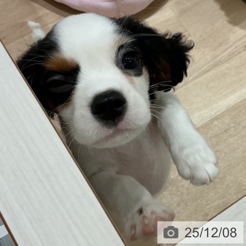 宮城県のキャバリアキングチャールズスパニエル (ペットプラス 名取店/2025年9月6日生まれ/女の子/トライカラー)の子犬の3枚目の画像