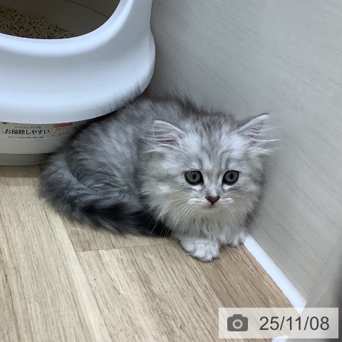 ミヌエットの写真