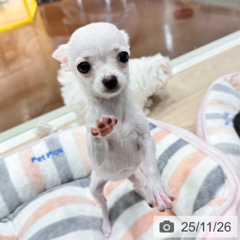 千葉県のチワワ(ロング) (ペットプラス ユーカリが丘店/2025年8月30日生まれ/女の子/ホワイト)の子犬の3枚目の画像