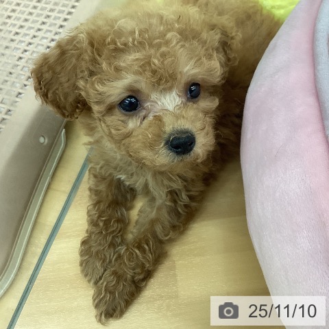 トイ・プードルの写真