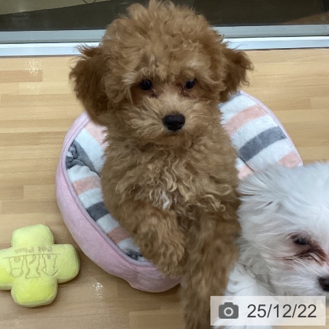 千葉県のトイプードル(トイ) (ペットプラス 八千代緑が丘店/2025年9月8日生まれ/女の子/アプリコット)の子犬の3枚目の画像