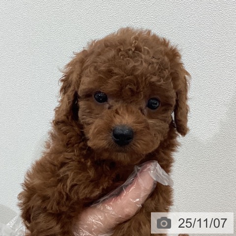 トイ・プードルの写真