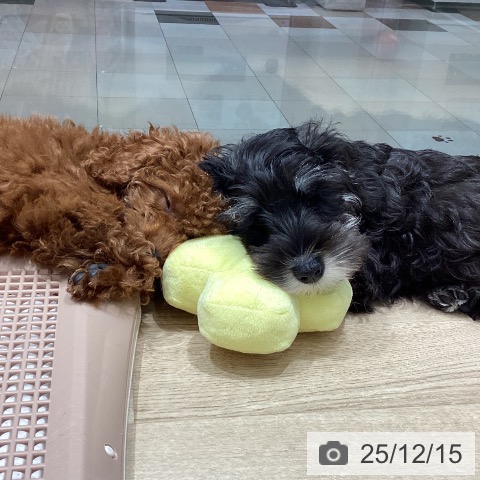 埼玉県のトイプードル(トイ) (ペットプラス ピオニウォーク東松山店/2025年9月8日生まれ/女の子/レッド)の子犬の4枚目の画像