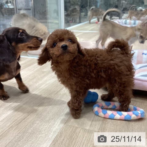 埼玉県のトイプードル(トイ) (ペットプラス ピオニウォーク東松山店/2025年9月8日生まれ/女の子/レッド)の子犬の3枚目の画像