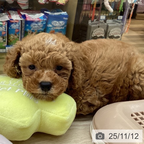 トイ・プードルの写真