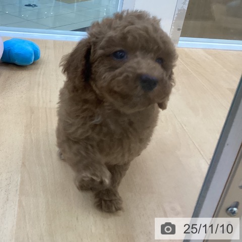 トイ・プードルの写真