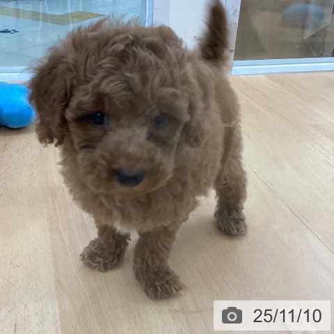 トイ・プードルの写真