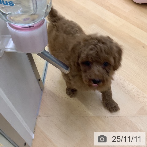 トイ・プードルの写真