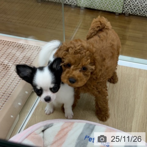 福島県のトイプードル(トイ) (ペットプラス 福島店/2025年9月8日生まれ/女の子/レッド)の子犬の4枚目の画像