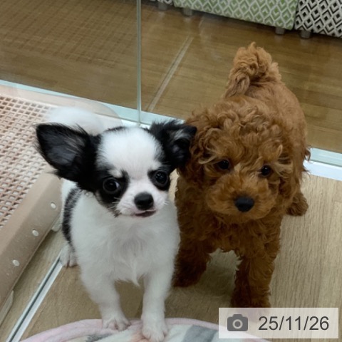 福島県のトイプードル(トイ) (ペットプラス 福島店/2025年9月8日生まれ/女の子/レッド)の子犬の3枚目の画像