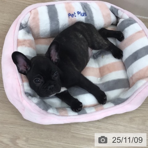 フレンチ・ブルドッグの写真