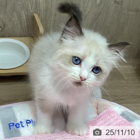 ラグドールの写真