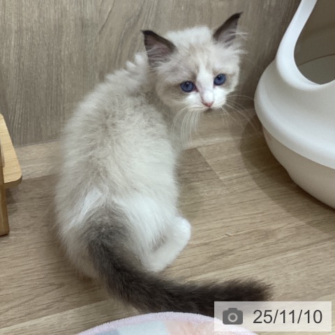 ラグドールの写真