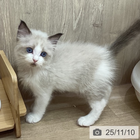 ラグドールの写真