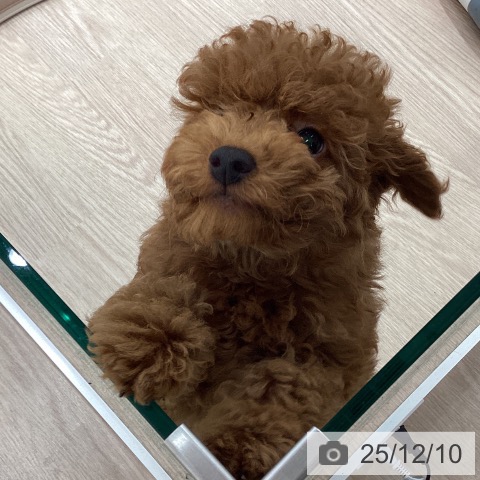 埼玉県のトイプードル(トイ) (ペットプラス 川口店/2025年9月8日生まれ/男の子/レッド)の子犬の4枚目の画像