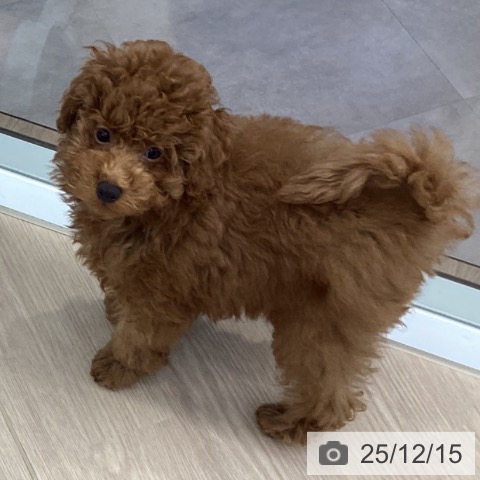 埼玉県のトイプードル(トイ) (ペットプラス 川口店/2025年9月8日生まれ/男の子/レッド)の子犬の3枚目の画像